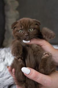 Кошеня шотландське висловухе