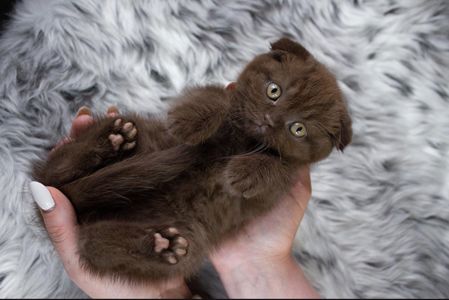 Кошеня шотландське висловухе