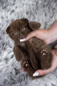 Кошеня шотландське висловухе