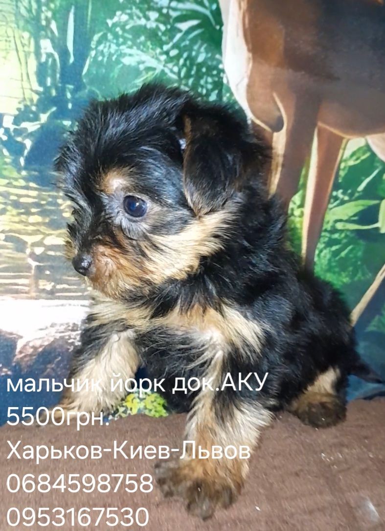Щенки йорка