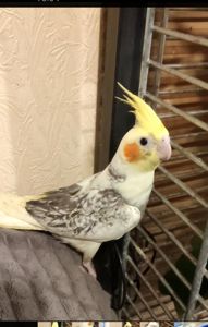 малыши Корелл