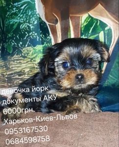 Щенки йорка