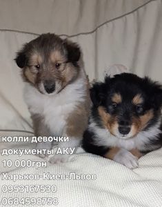 Колли длинношерстная