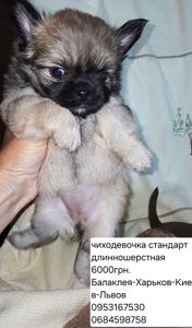 Чиходевочка длинношерстная стандарт