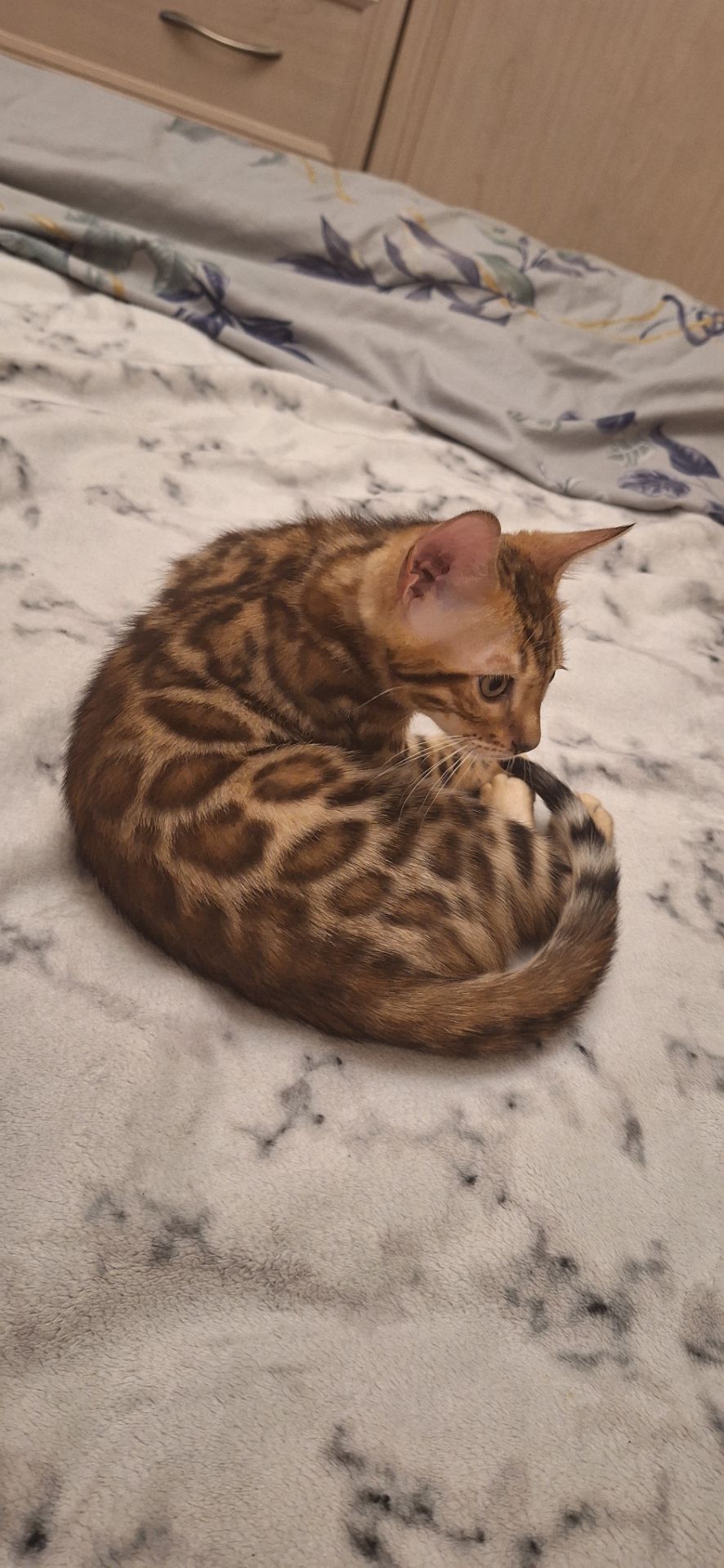 Бенгальське кошеня хлопчик
