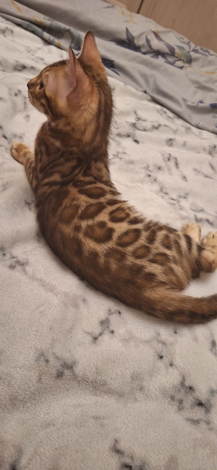 Бенгальське кошеня хлопчик