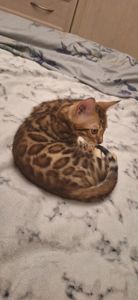 Бенгальське кошеня хлопчик