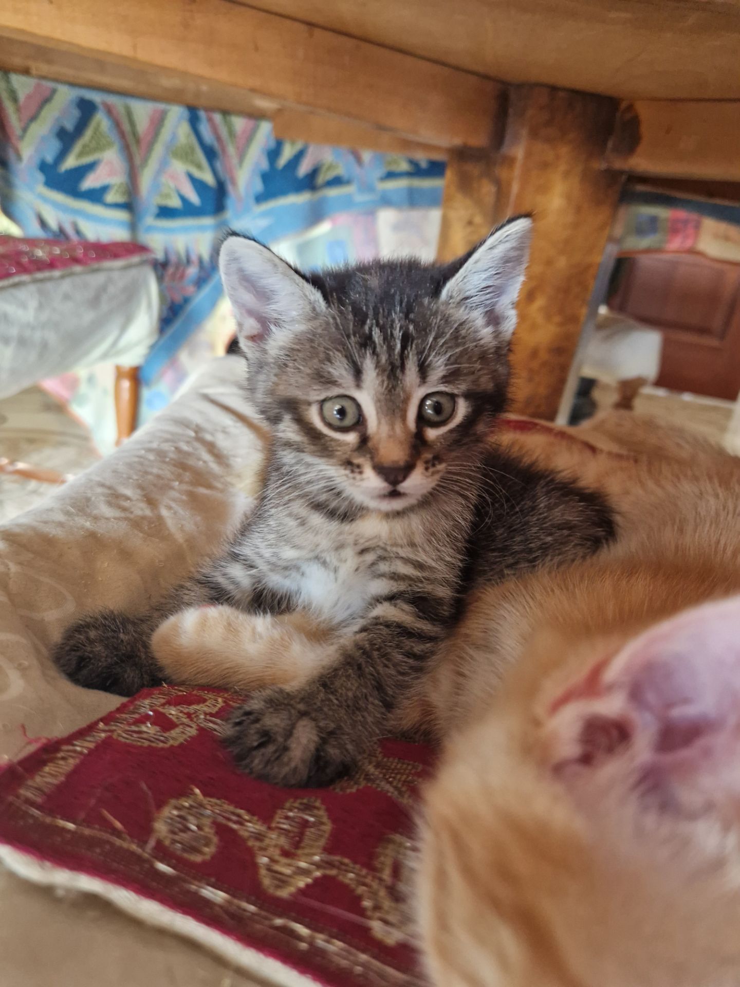 Кошеня 1 місяць Дівча