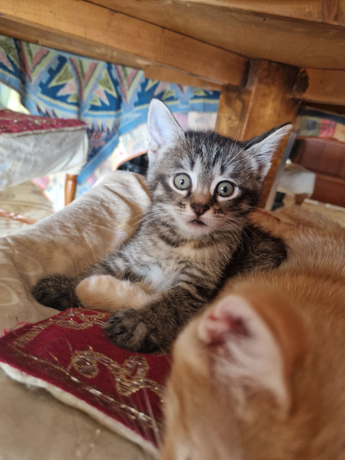 Кошеня 1 місяць Дівча