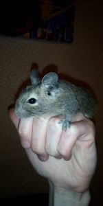Білка Дегу