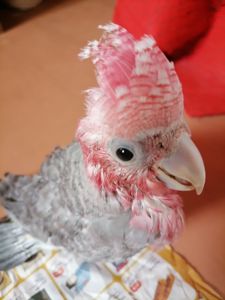 Какаду