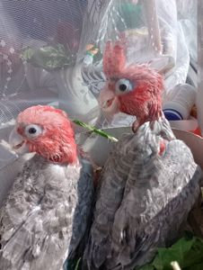 Какаду