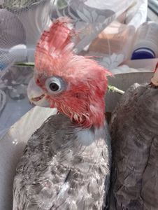 Какаду