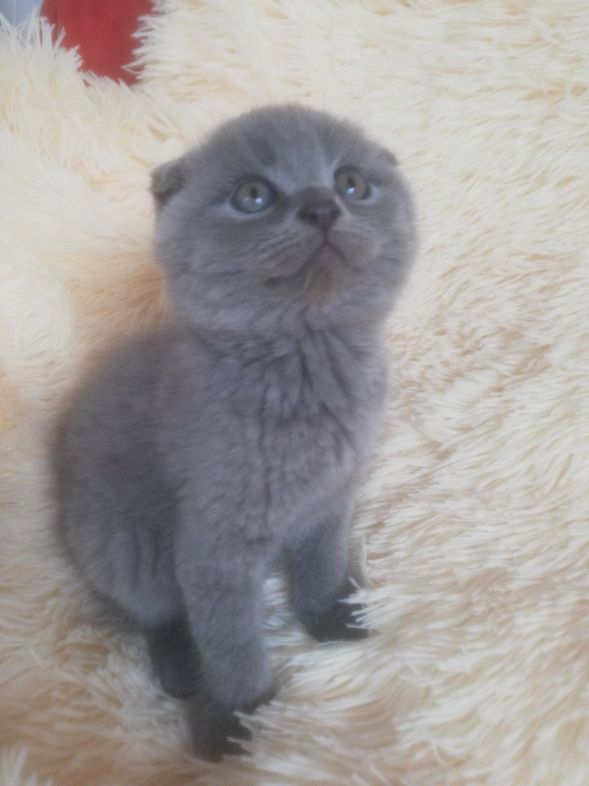 Кошенята шотландської породи