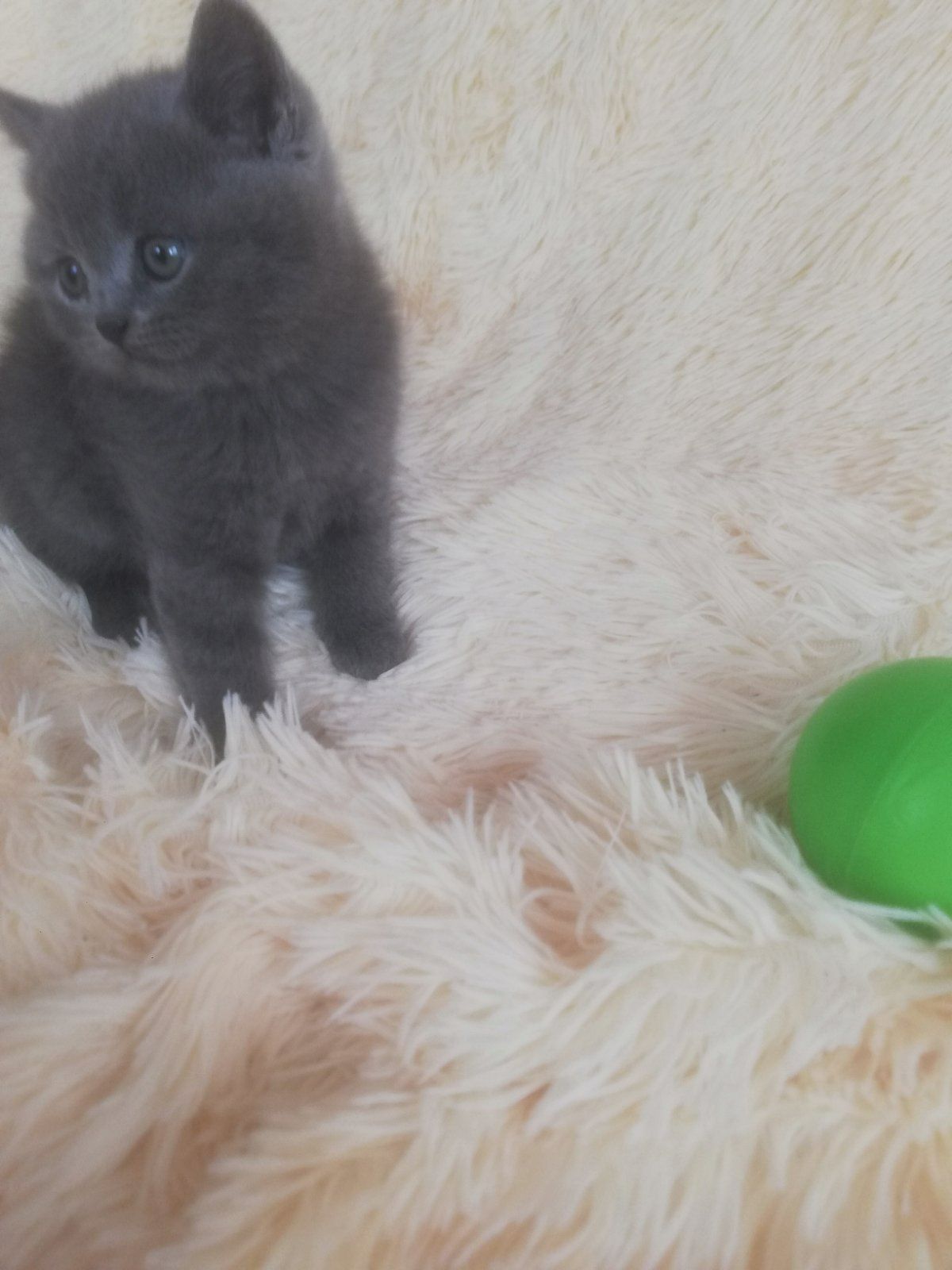 Кошенята шотландської породи