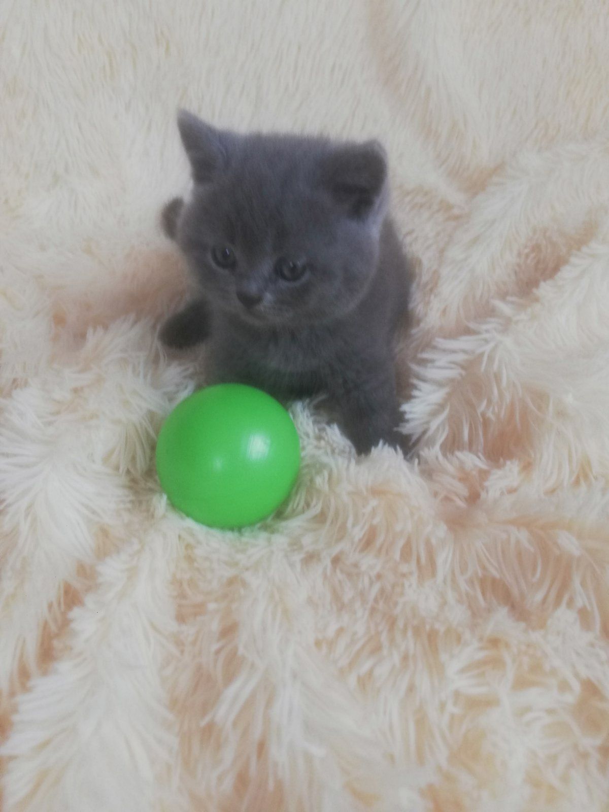 Кошенята шотландської породи