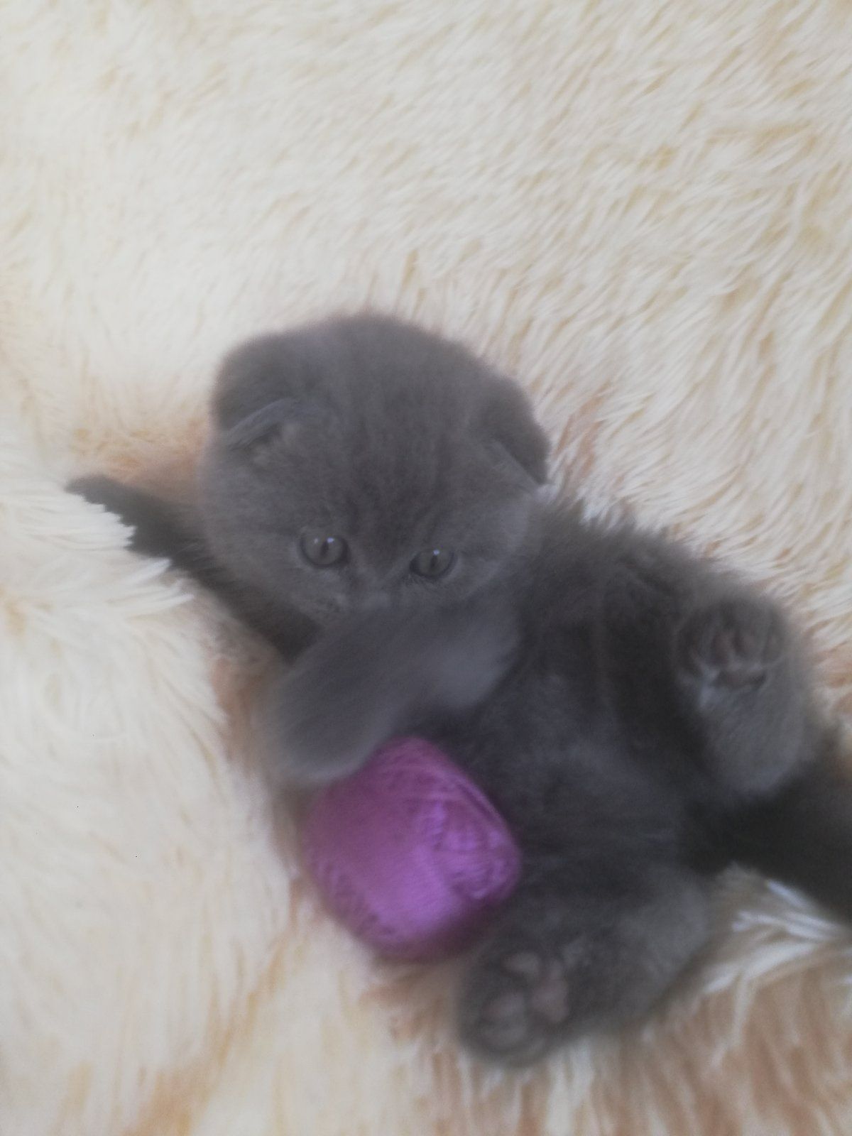 Кошенята шотландської породи