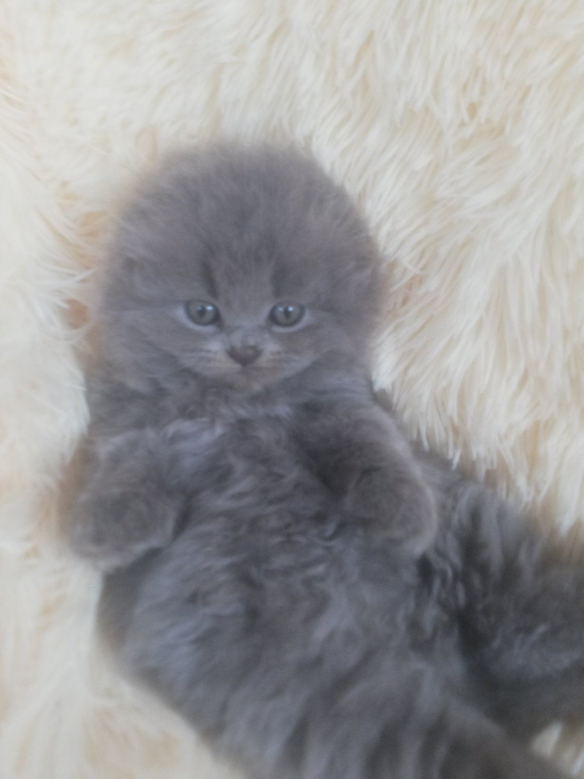 Кошенята шотландської породи