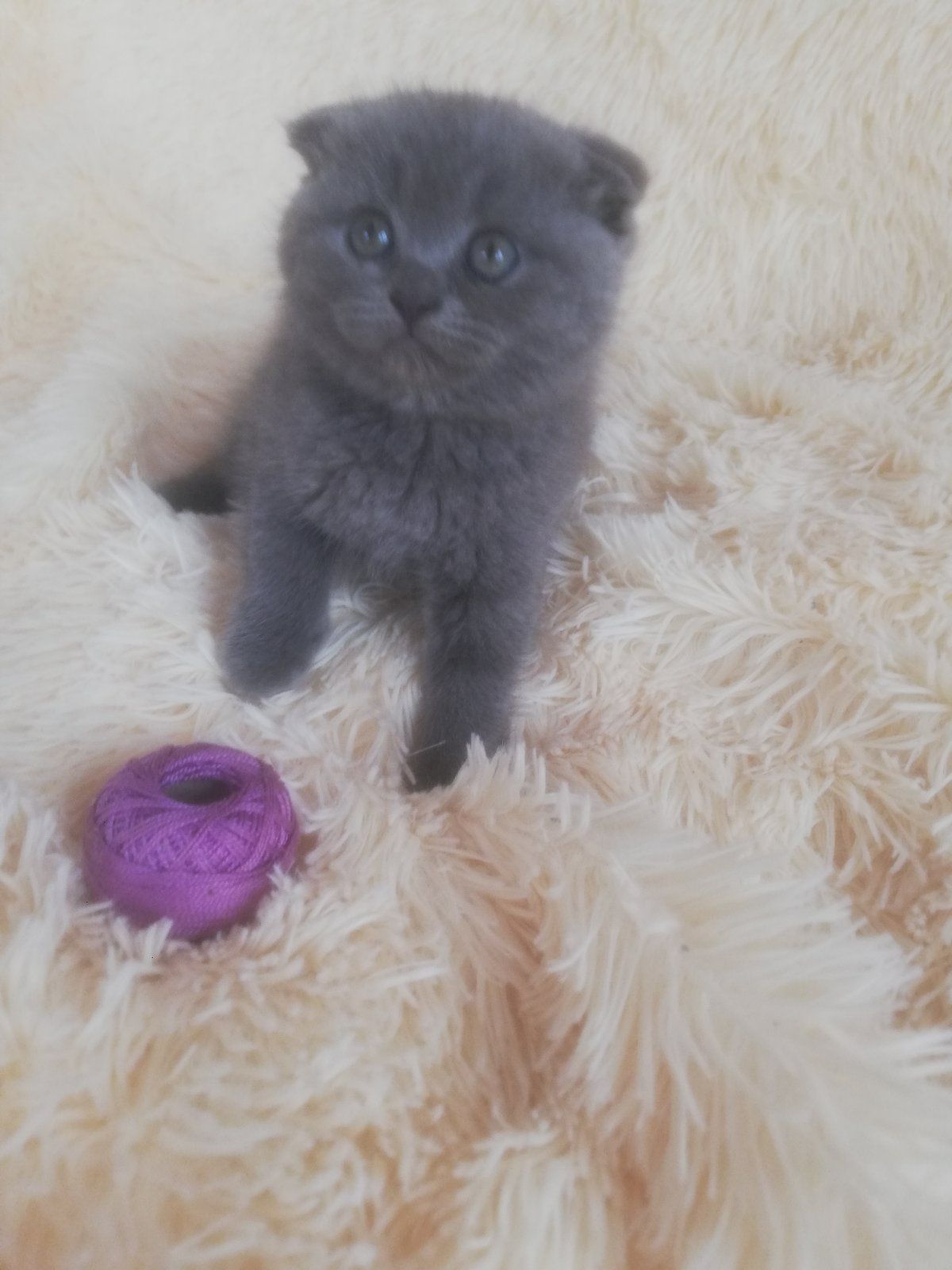 Кошенята шотландської породи