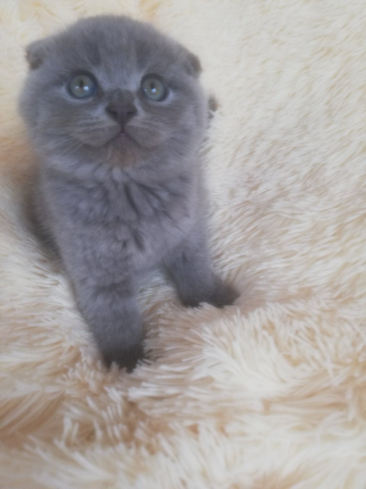 Кошенята шотландської породи
