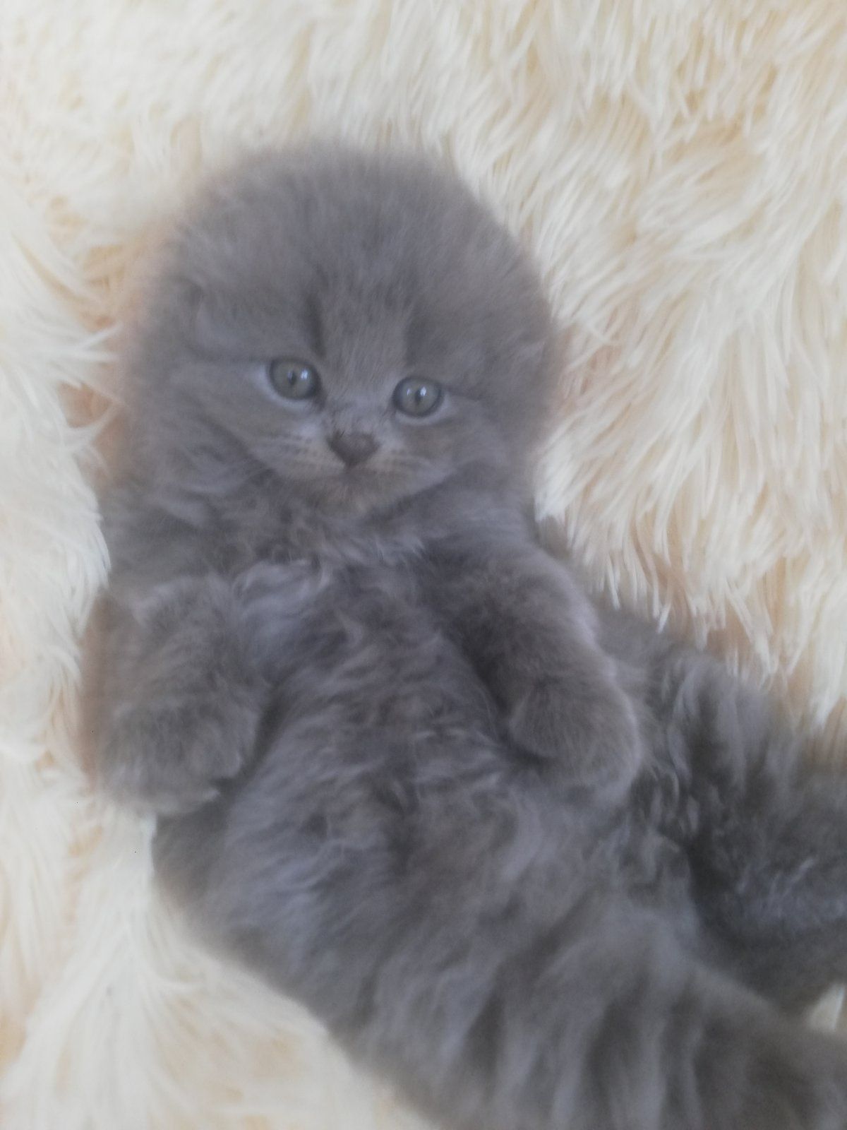 Кошенята шотландської породи