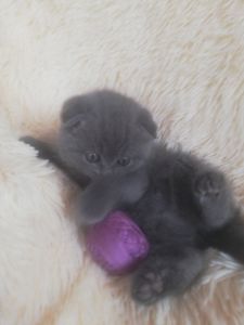 Кошенята шотландської породи