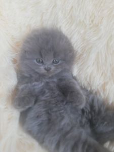 Кошенята шотландської породи