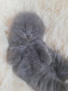 Кошенята шотландської породи