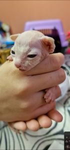 Канадский сфинкс