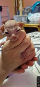 Канадский сфинкс