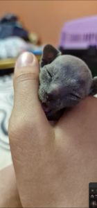 Канадский сфинкс