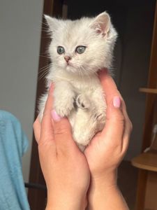 Шотландська дівчинка.Срібна шиншилла