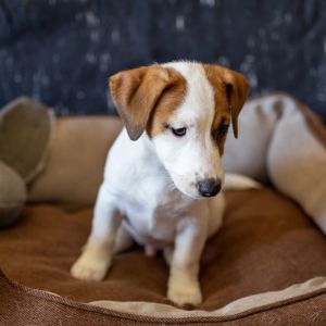 Цуценята Джек Рассел тер’єра B3 (хлопчик Bruno). Офіційний розплідник КСУ – FCI