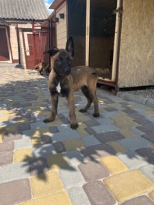 Цуценята Бельгійської вівчарки