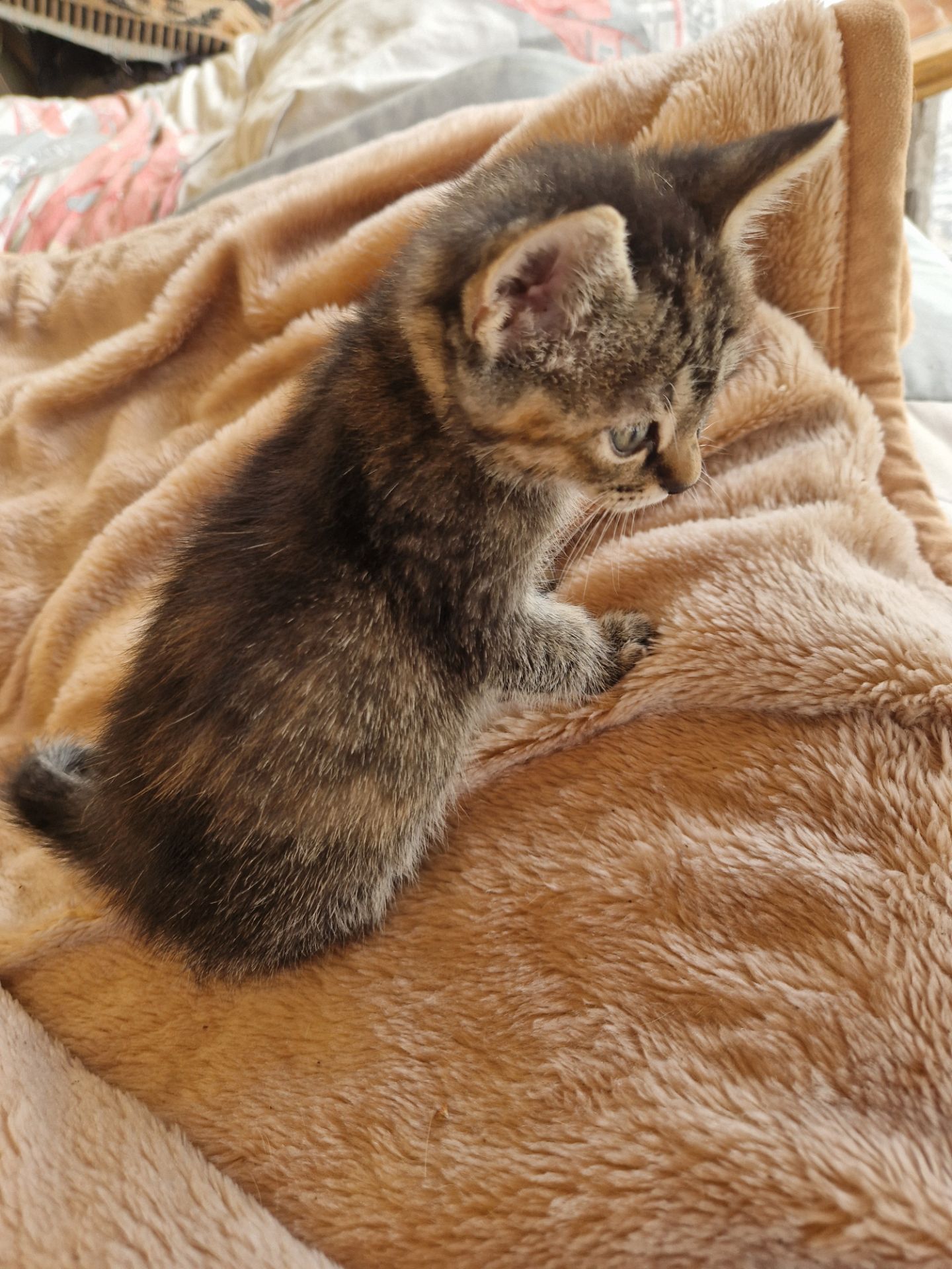 Кошеня 1 місяць Дівча
