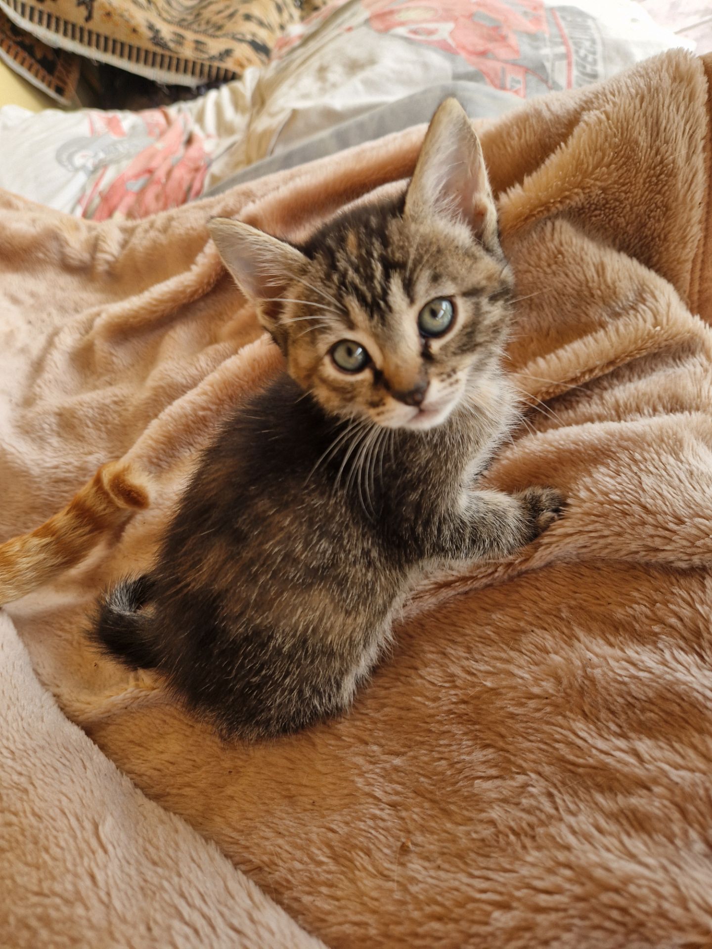 Кошеня 1 місяць Дівча