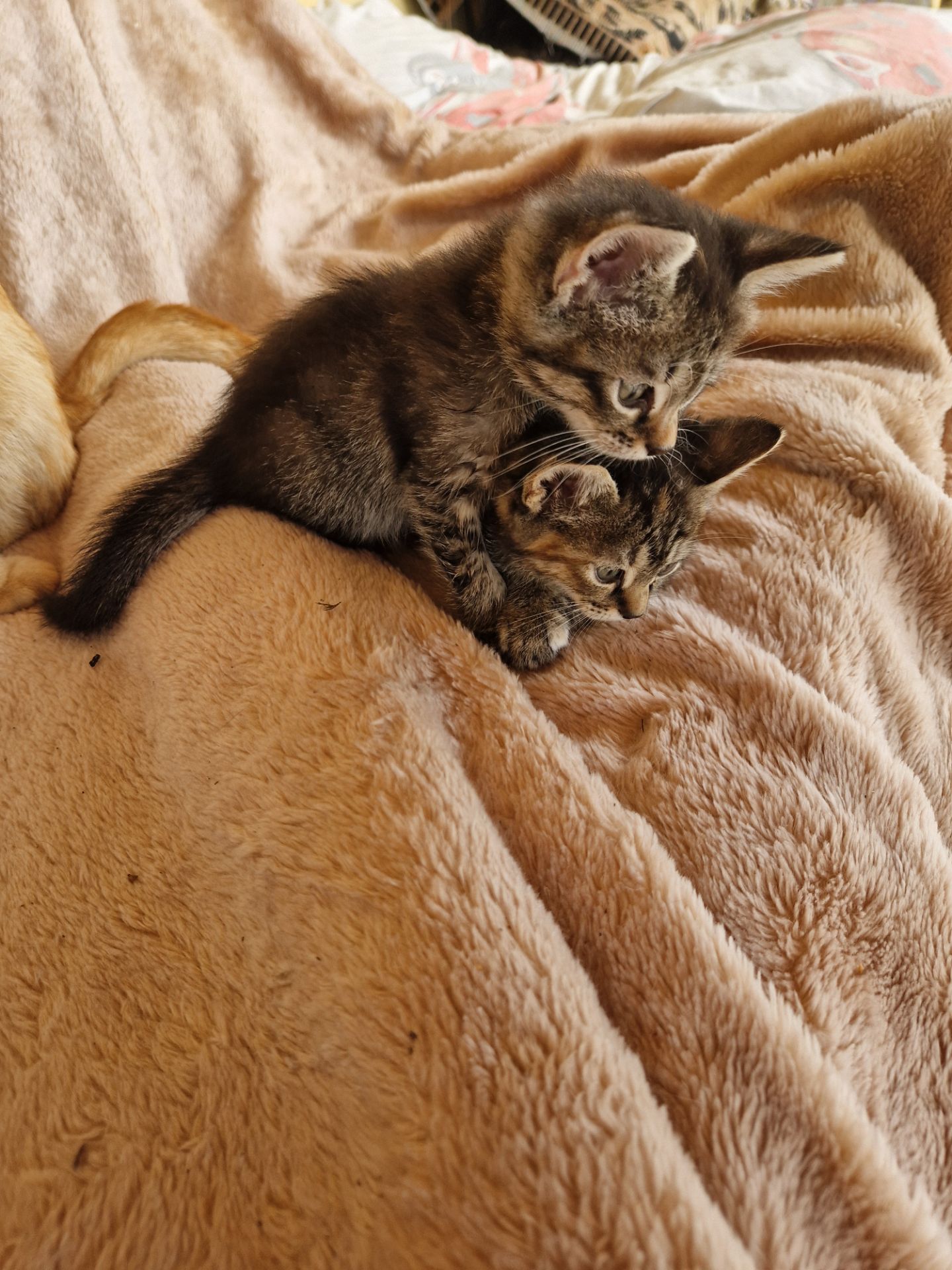 Кошеня 1 місяць Дівча