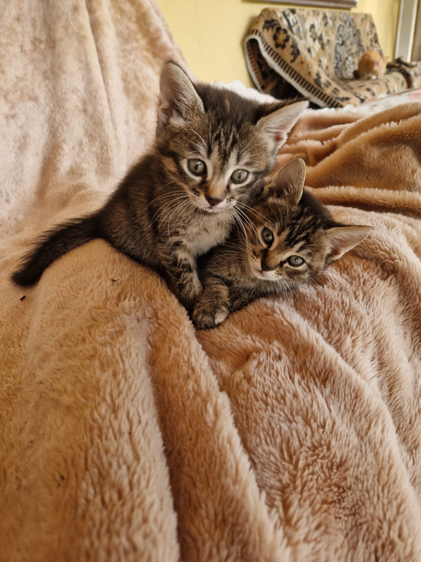 Кошеня 1 місяць Дівча