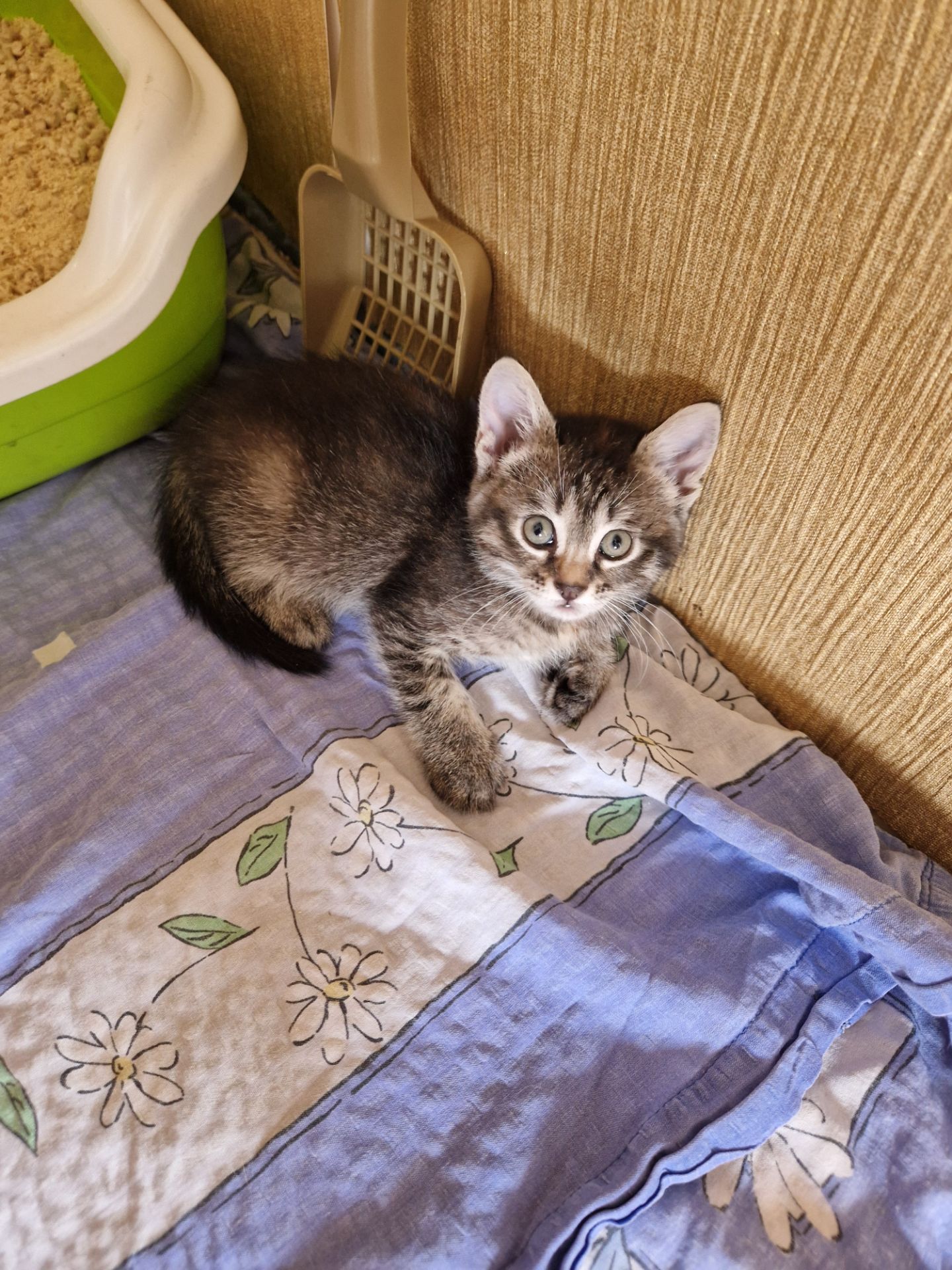 Кошеня 1 місяць Дівча