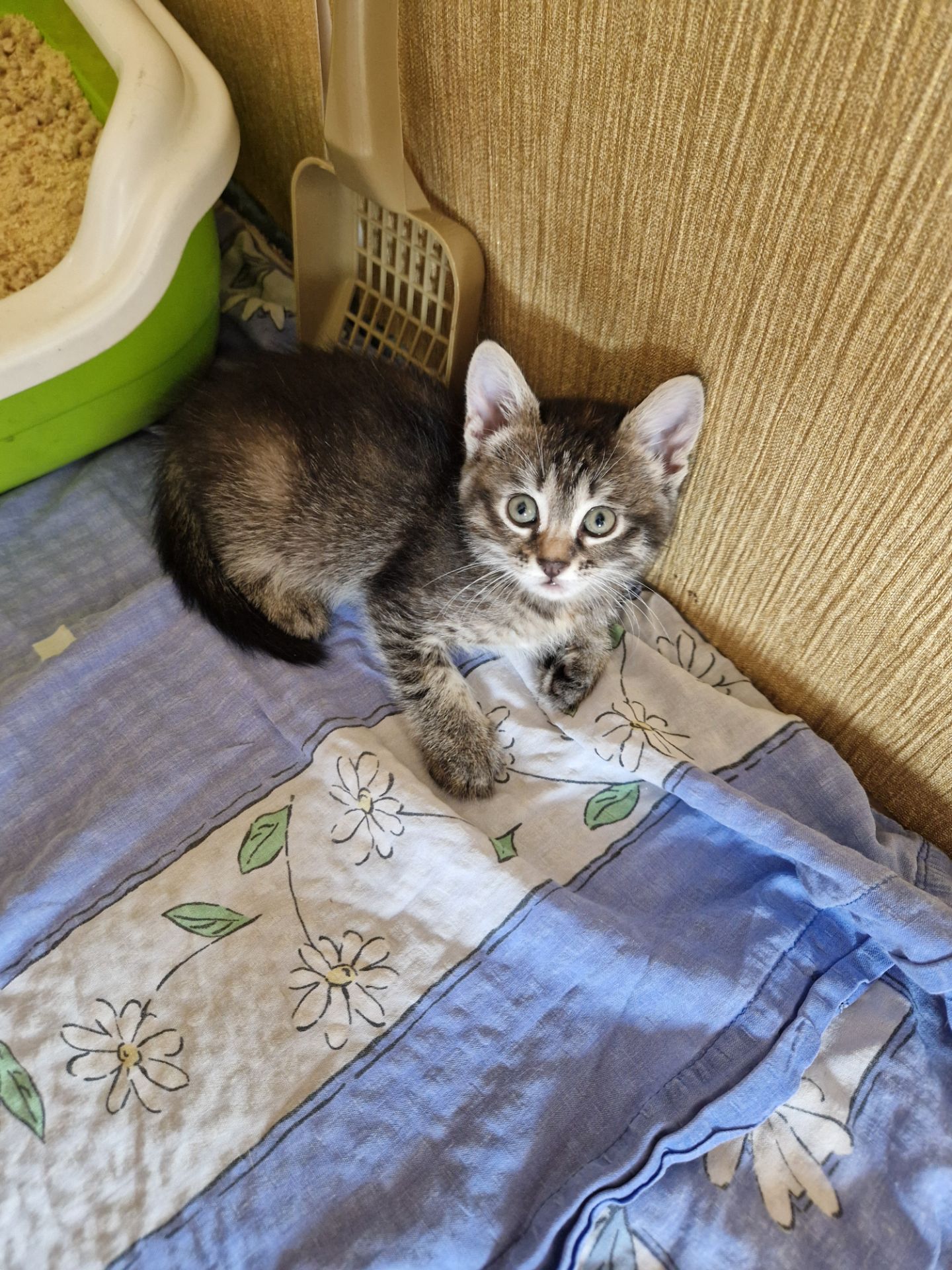 Кошеня 1 місяць Дівча