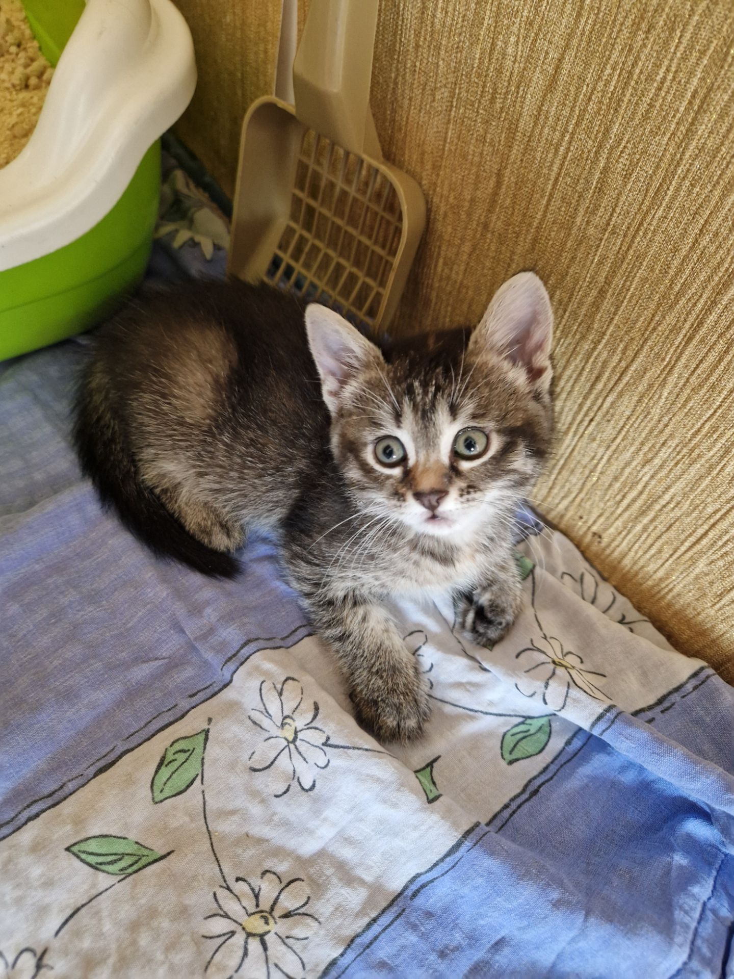 Кошеня 1 місяць Дівча