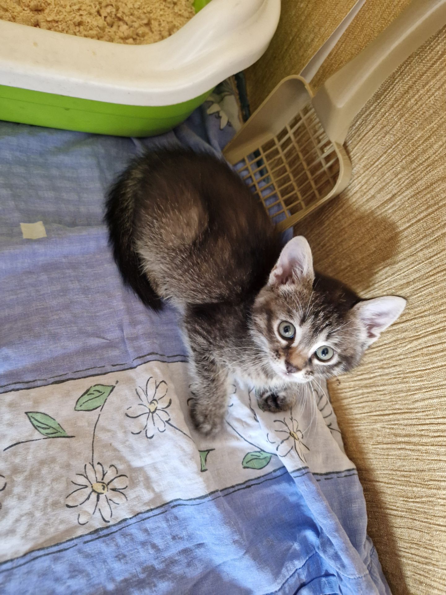Кошеня 1 місяць Дівча