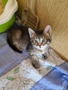 Кошеня 1 місяць Дівча