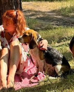 В добрі руки бігль дівчинка в зв'язку з виїздом