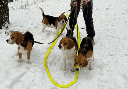 В добрі руки бігль дівчинка в зв'язку з виїздом