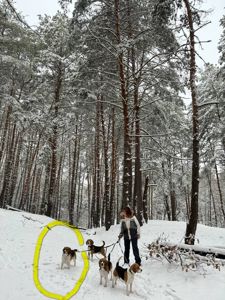 В добрі руки бігль дівчинка в зв'язку з виїздом