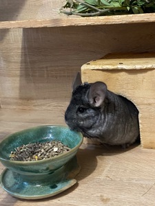 Хлопчик шиншилли