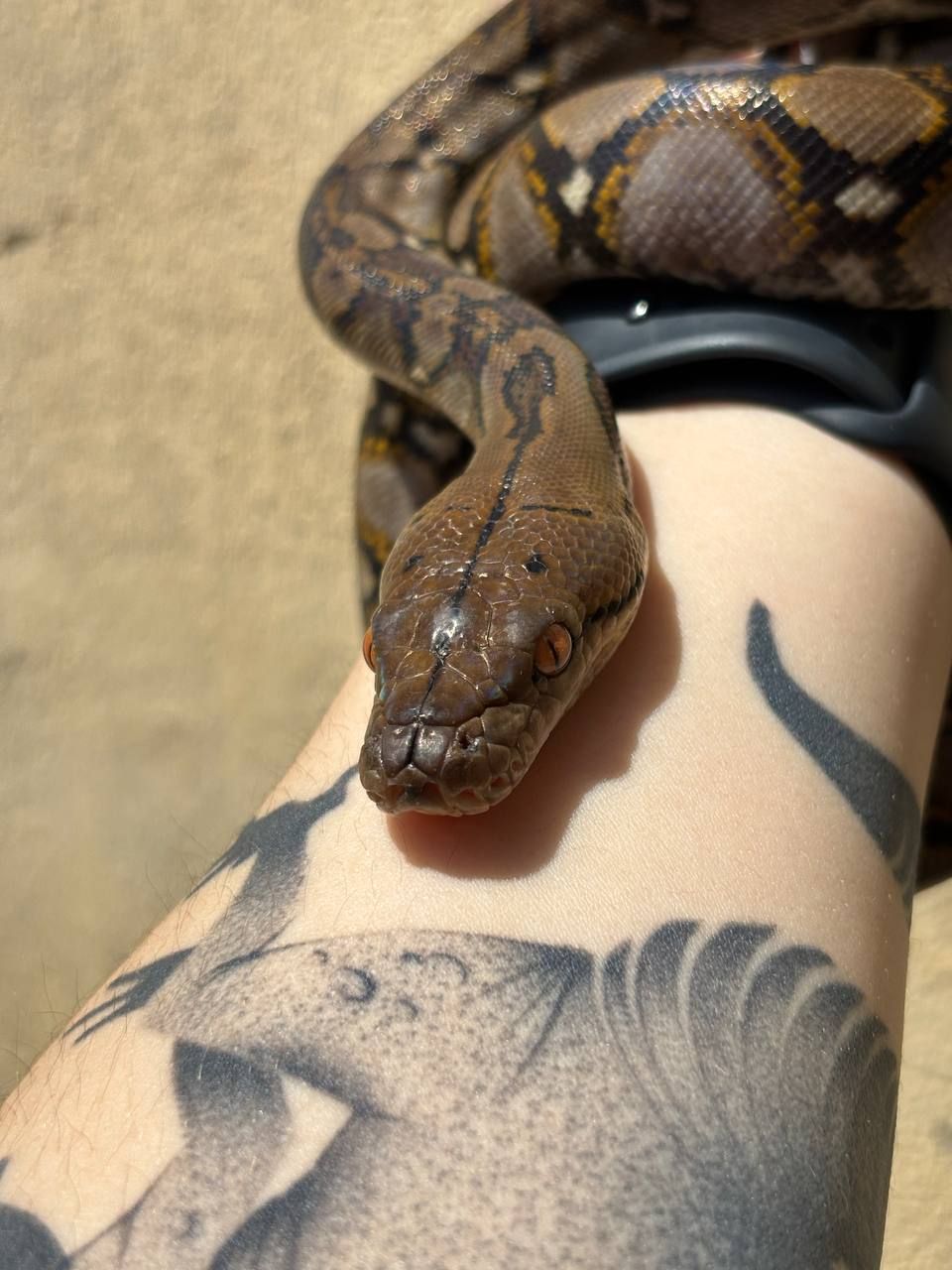 Python reticulatus