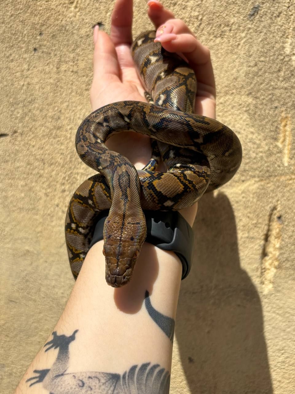 Python reticulatus