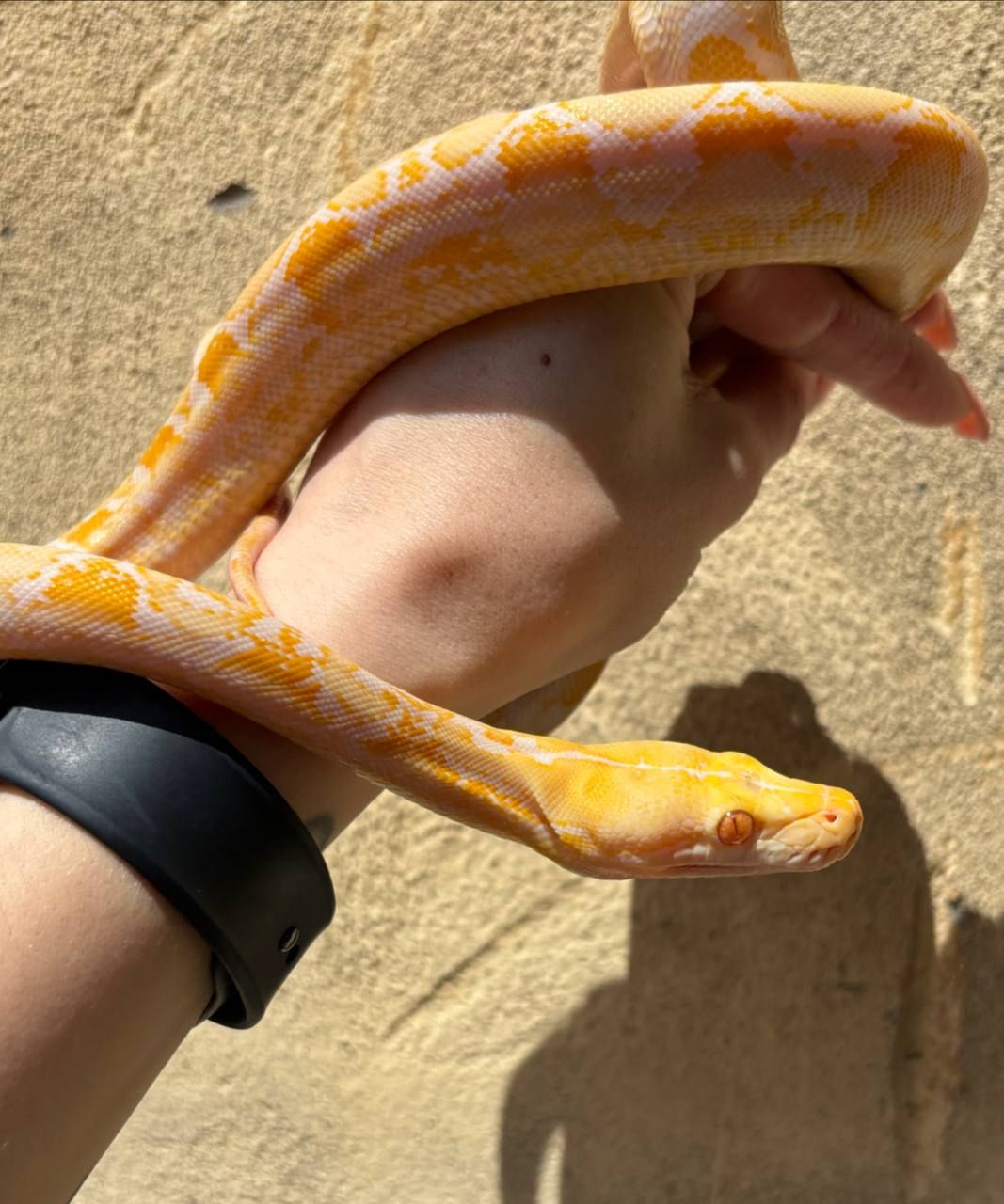 Python reticulatus
